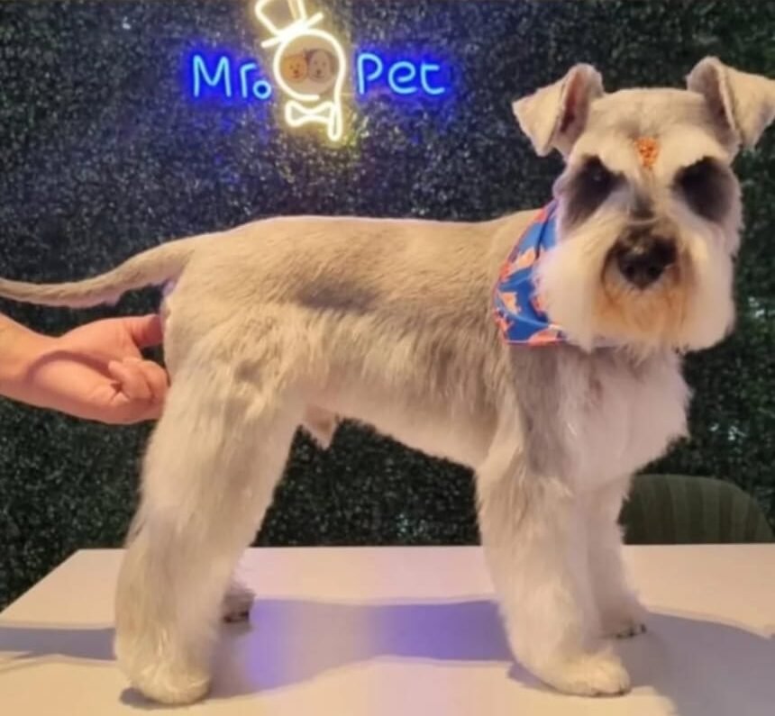 Pet atendido pelo Mr. Pet Curitiba