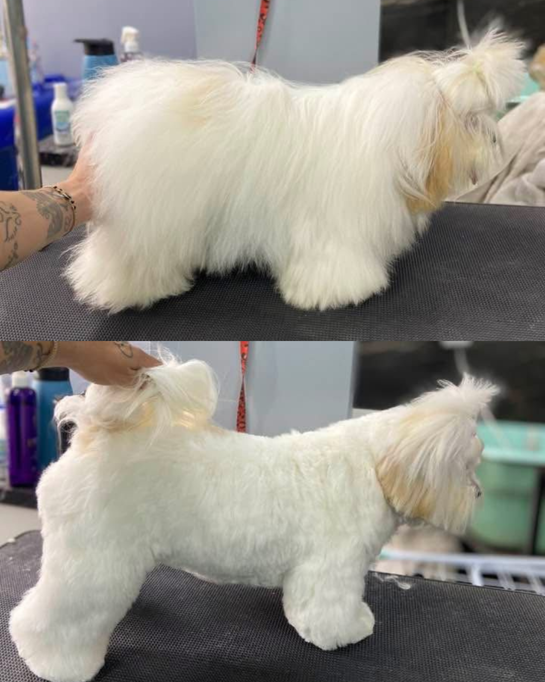 Antes e depois de pet atendido pelo Mr. Pet Curitiba