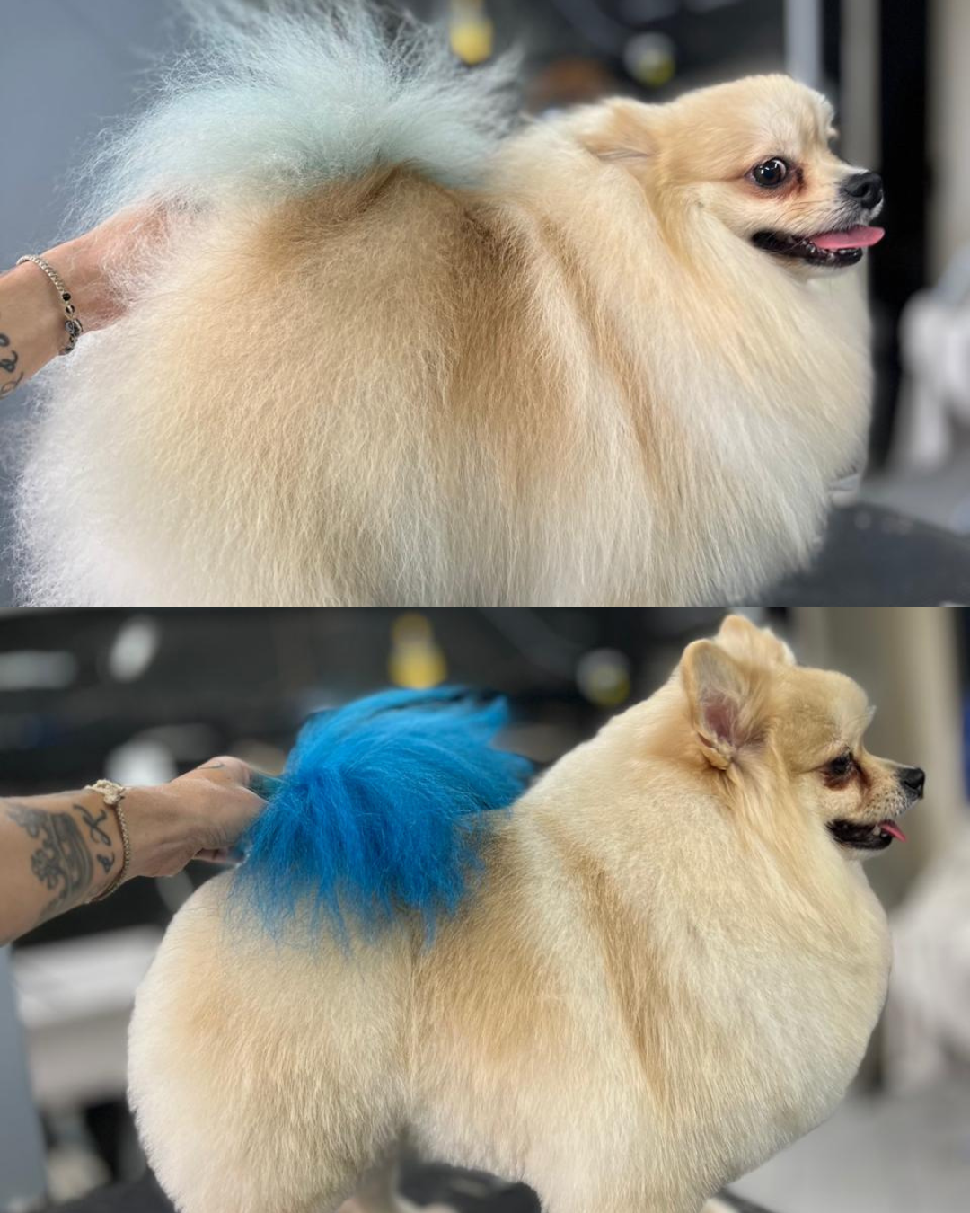 Antes e depois de pet atendido pelo Mr. Pet Curitiba