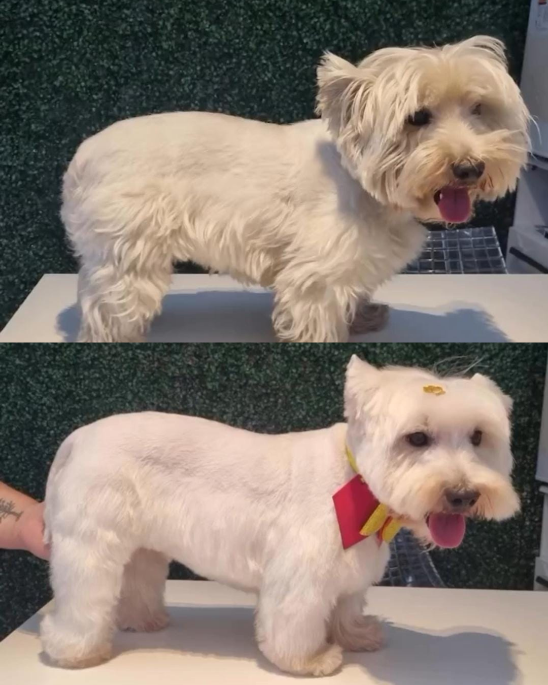 Antes e depois de pet atendido pelo Mr. Pet Curitiba