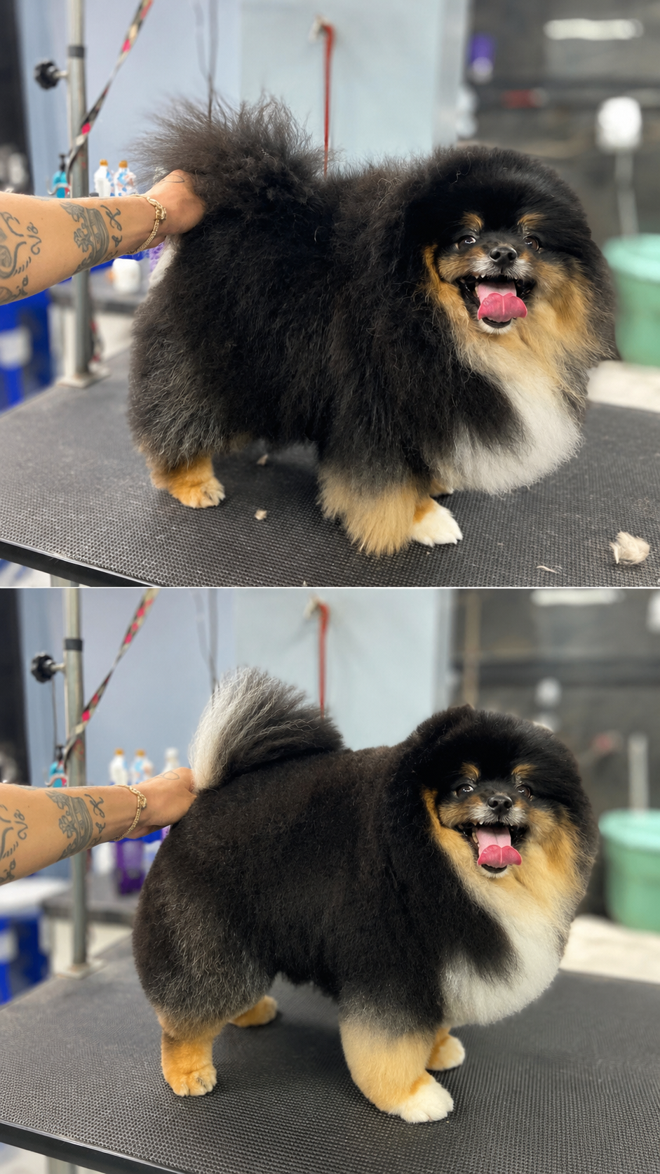 Antes e depois de pet atendido pelo Mr. Pet Curitiba