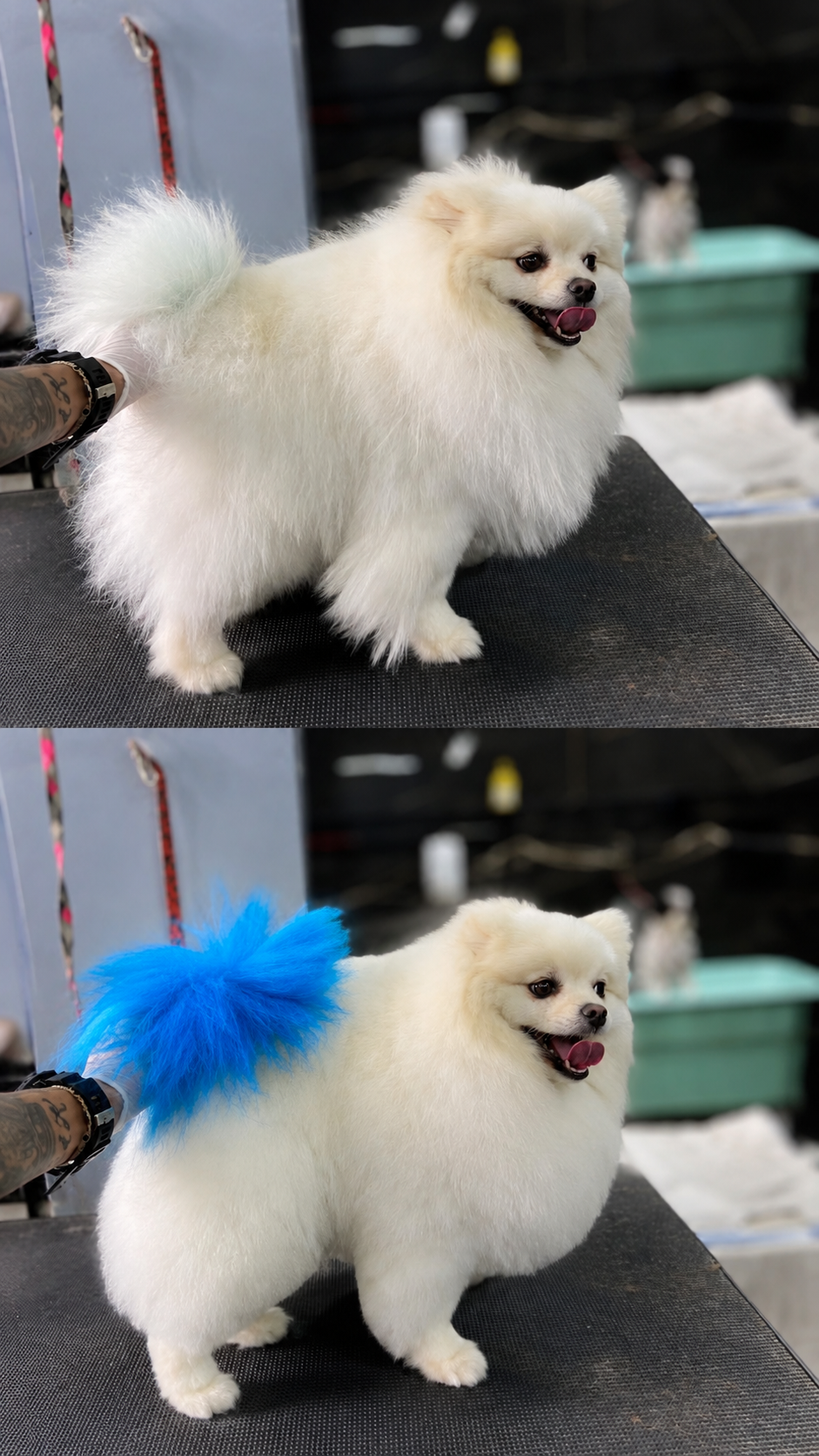 Antes e depois de pet atendido pelo Mr. Pet Curitiba