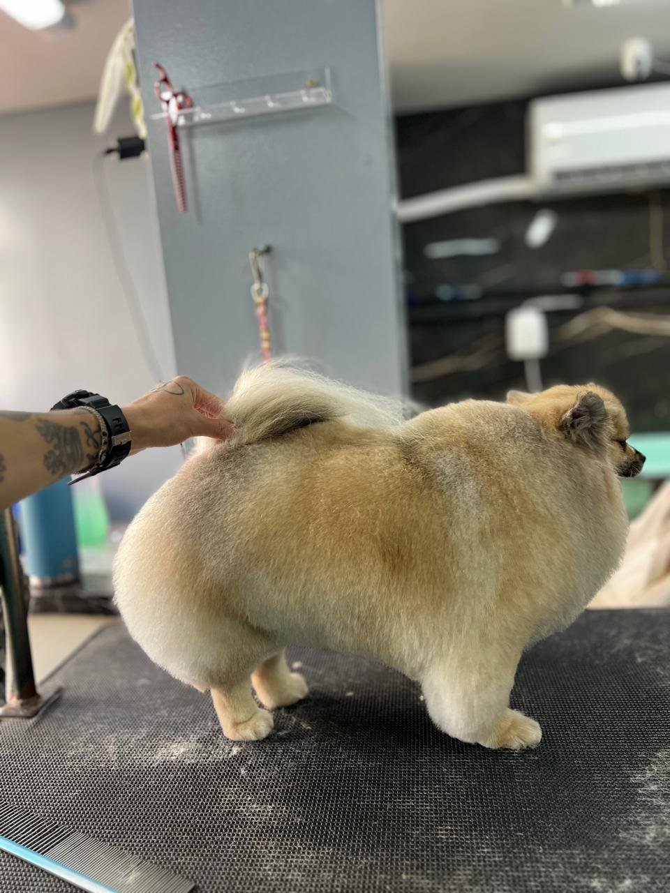 Pet atendido pelo Mr. Pet Curitiba