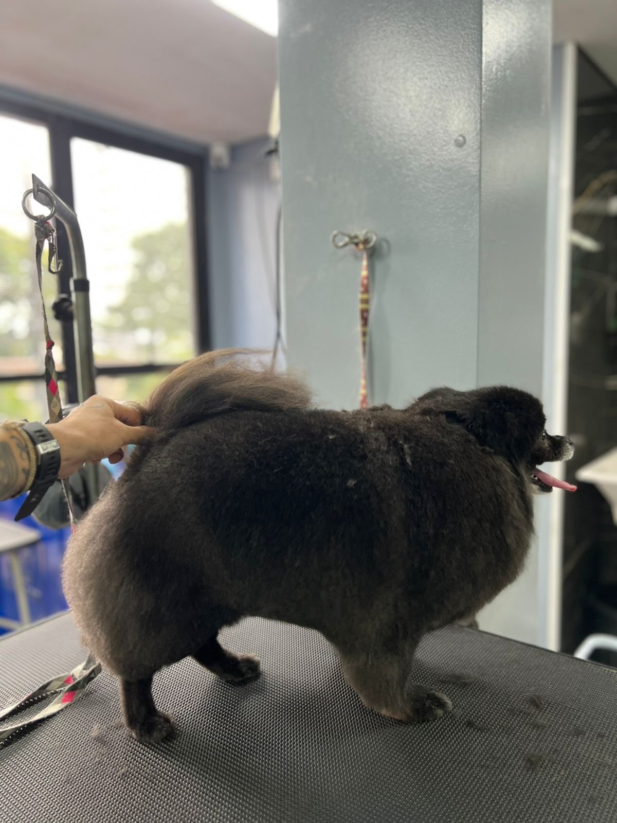 Pet atendido pelo Mr. Pet Curitiba