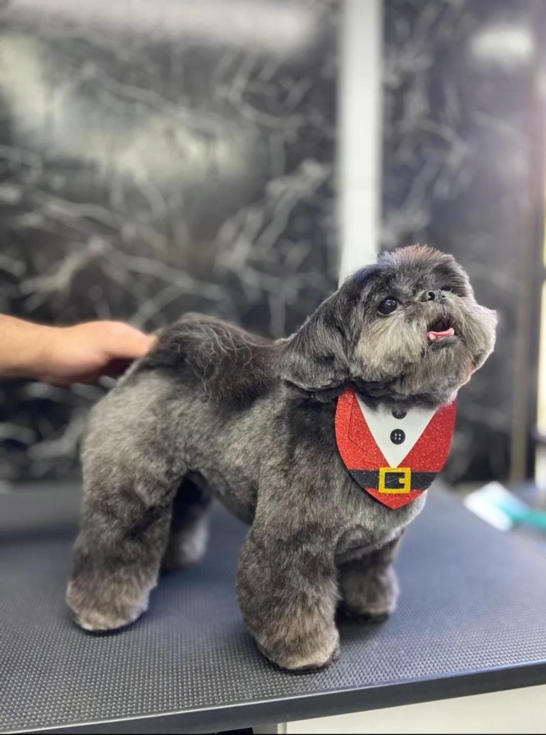Pet atendido pelo Mr. Pet Curitiba
