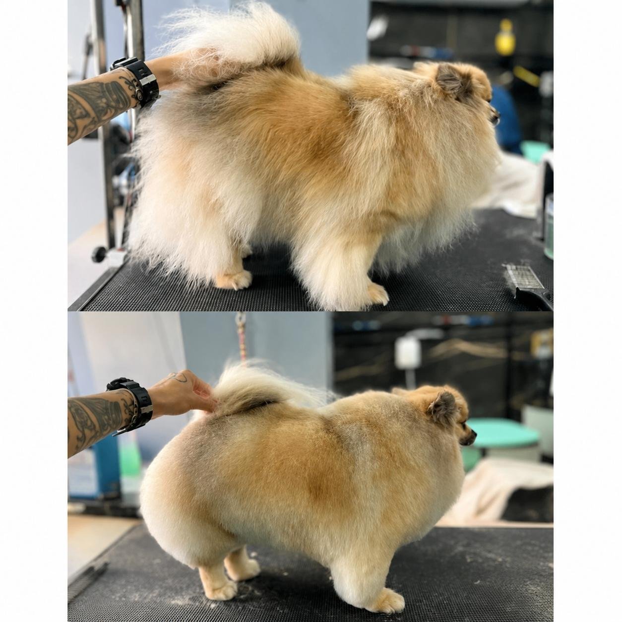 Antes e depois de pet atendido pelo Mr. Pet Curitiba