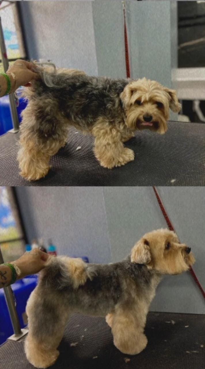 Antes e depois de pet atendido pelo Mr. Pet Curitiba