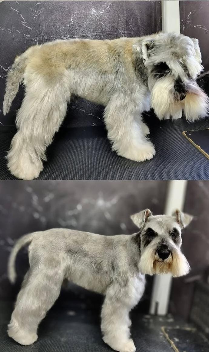 Antes e depois de Schnauzer atendido pelo Mr. Pet Curitiba