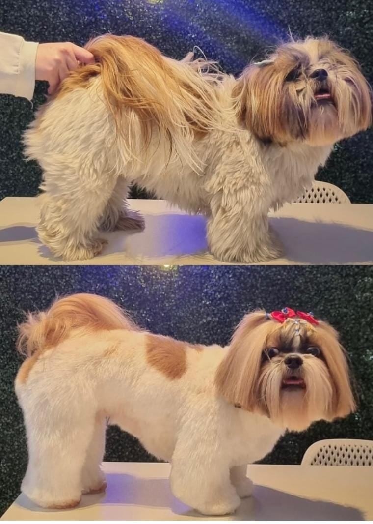 Antes e depois de pet atendido pelo Mr. Pet Curitiba